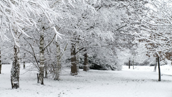 Træer med sne